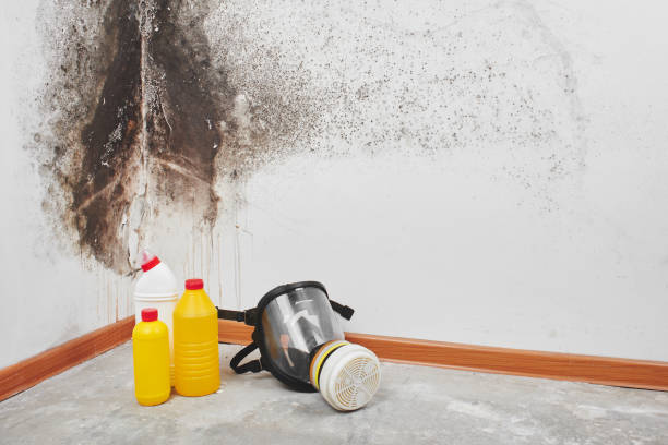 Best Fast Mold Removal  in Green Island, NY