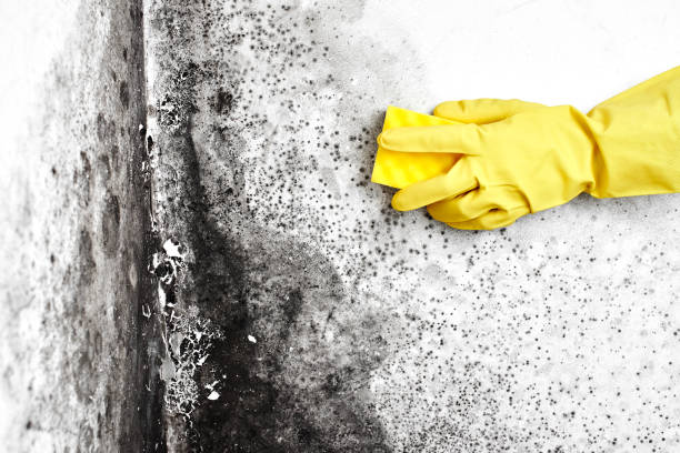 Home Mold Removal in Green Island, NY