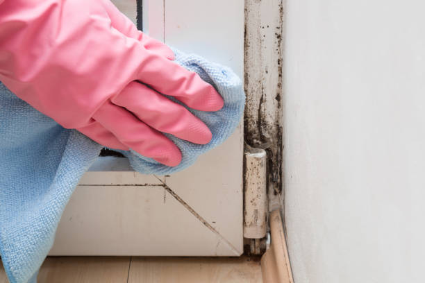 Mold Removal and Inspection in Green Island, NY