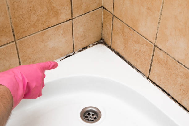 Best Toxic Mold Removal  in Green Island, NY